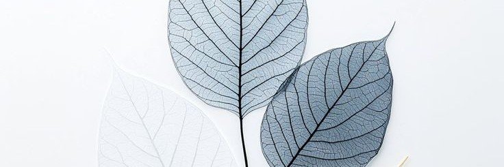 TUFF SEED's banner