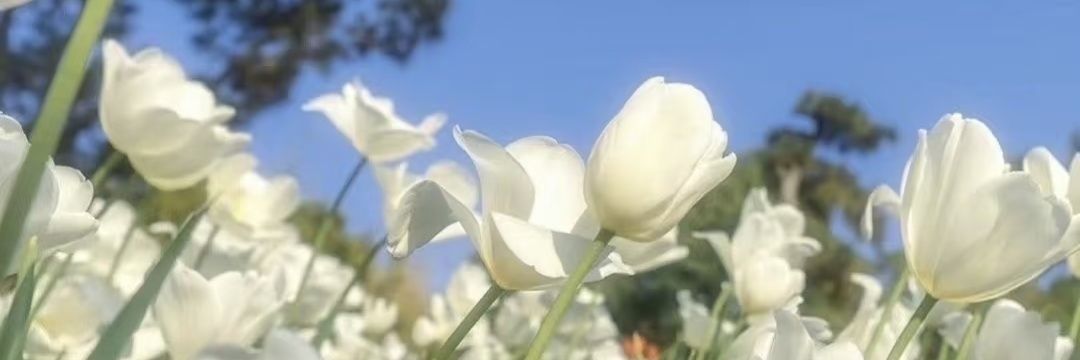 果冻橙🍊's banner