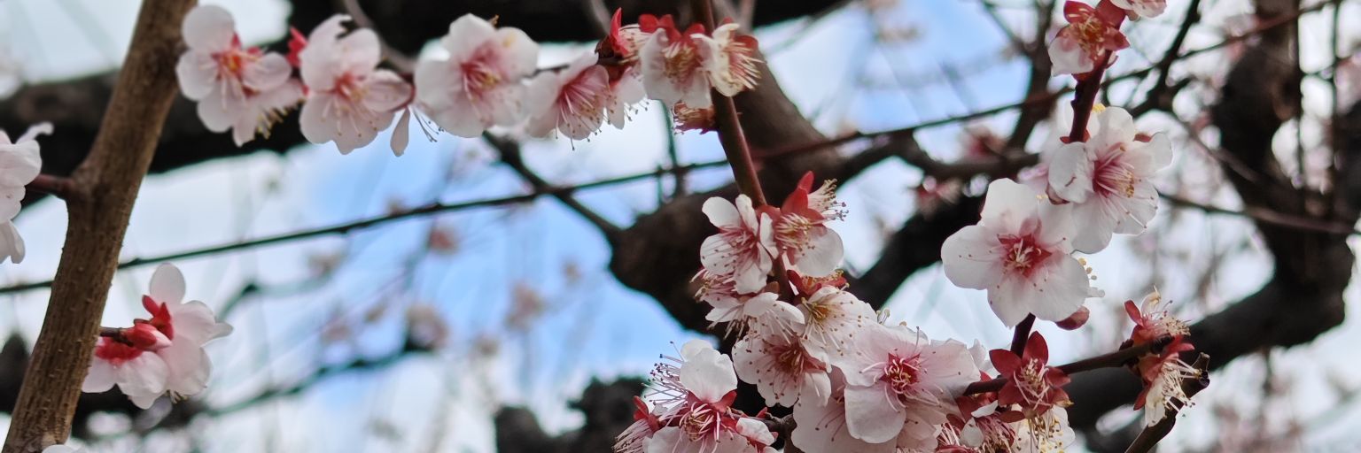 日本蒋社长的朋友圈's banner