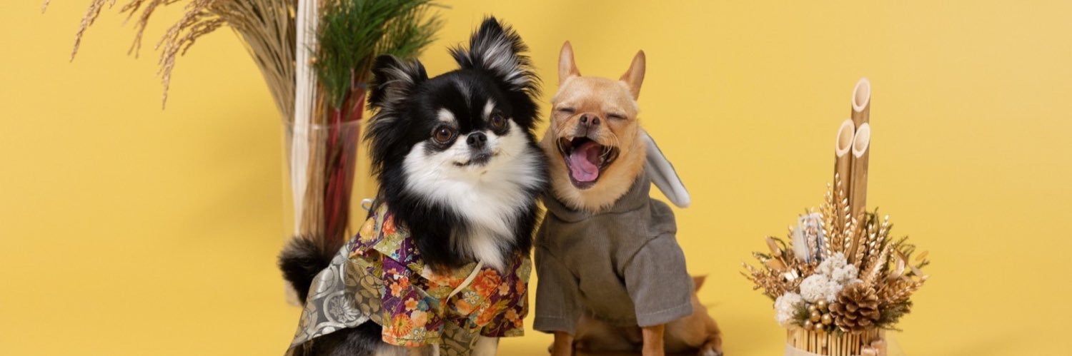 板津ゆか | Yuka Itazu 🐕🌈's banner