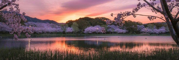 𝓐. 🌷's banner