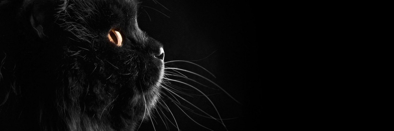 lohaz-🐈‍⬛'s banner
