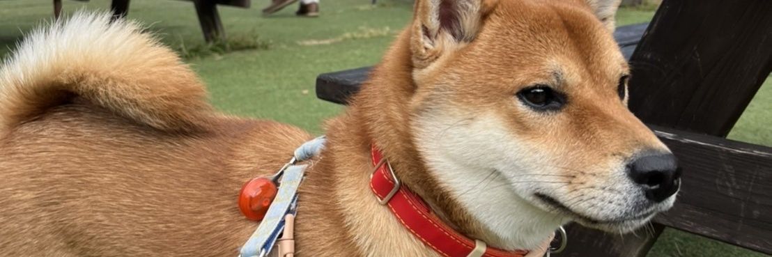 実家の犬コロ's banner