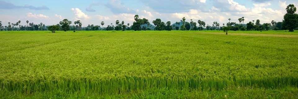 ធម្មជាតិជីវិត's banner