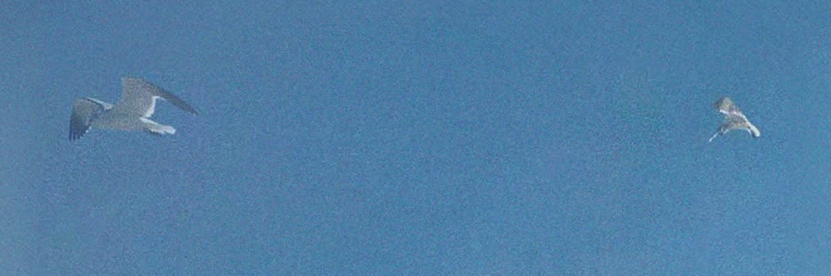 ju's banner