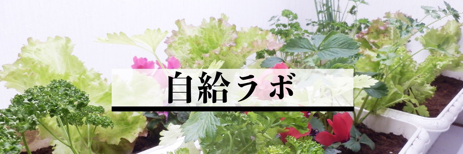 穴蔵姉さん | 自給ラボ代表's banner