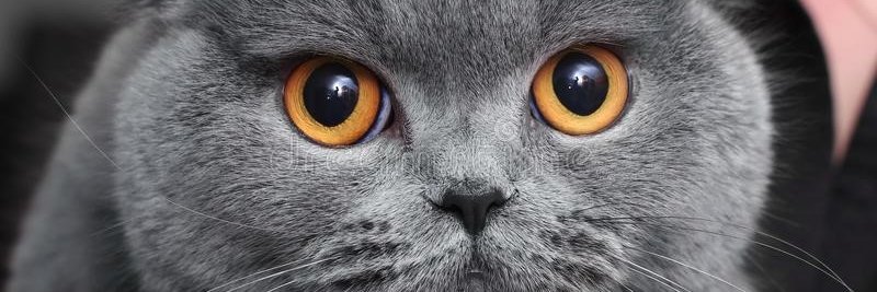 Ԟ𝕚╬𝕥ⅇ𝕟's banner