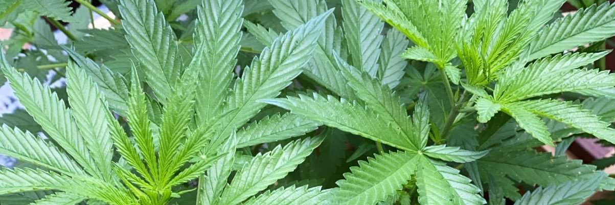 Rylie🌿's banner