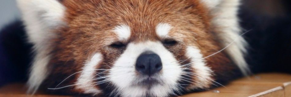 れっさーぱんにゃ👹🇯🇵🧸🐈️♨️⛲⛩️非行式®️🥩🍣🍜's banner