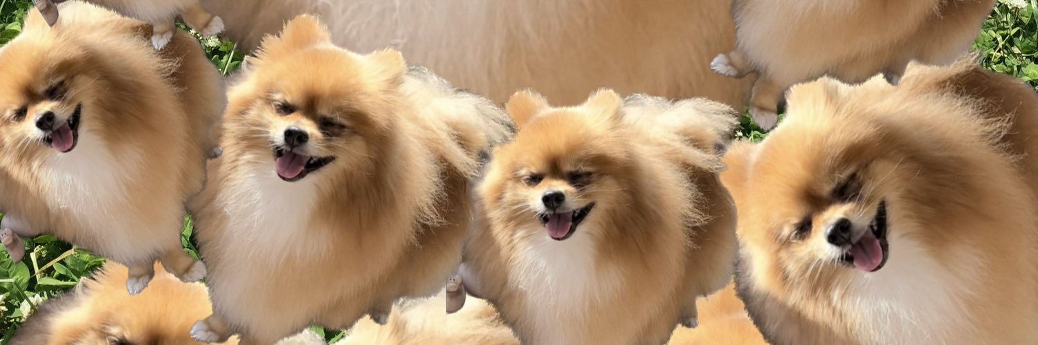 ニコリ (ポメラニアン)'s banner