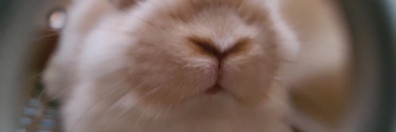 うさぎのミミちゃん🐰's banner