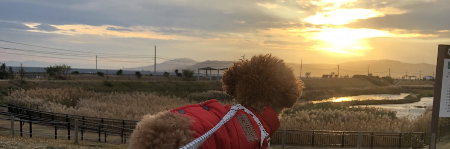 トイプードルのコロちゃん🌈ポメプーもく's banner