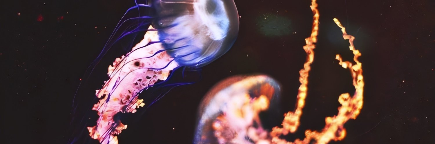 𝑔𝑖𝑐𝑎⚢'s banner