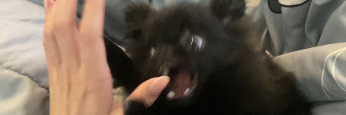 the black dog🐾's banner