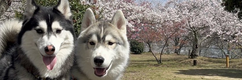 ルーナ🐾レオ's banner