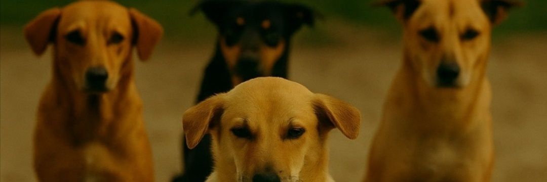 A_P_M_A_T's banner