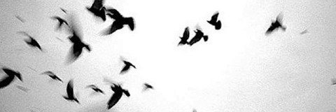 jeo's banner