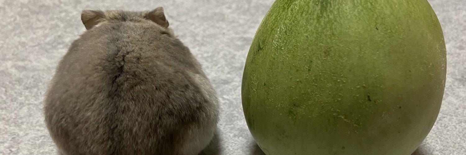 ぴよこ's banner