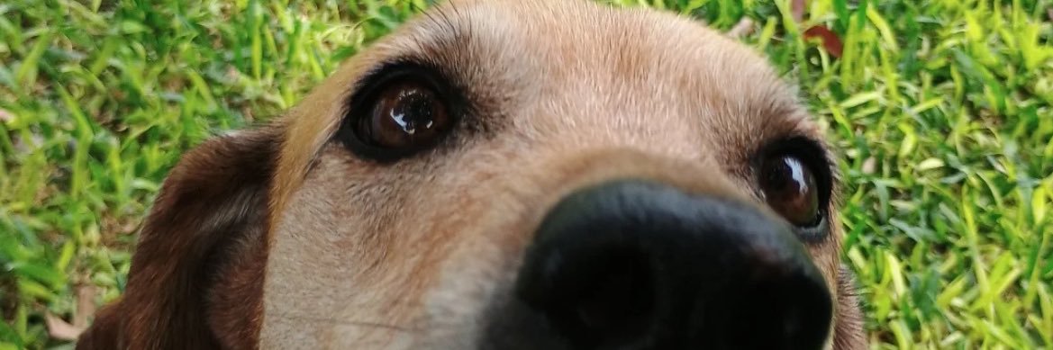 tute's banner