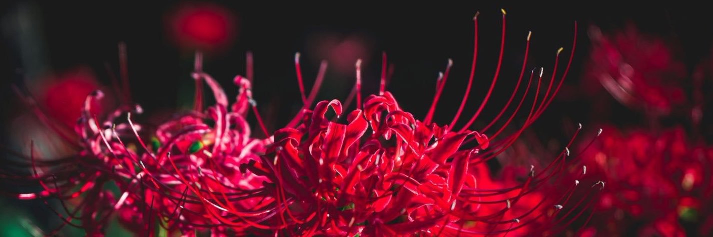voló . ݁🌺's banner