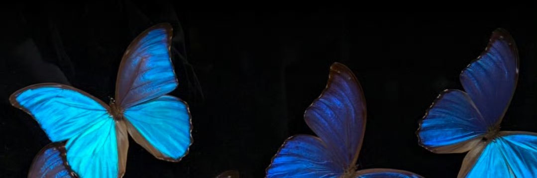 林殊🦋's banner