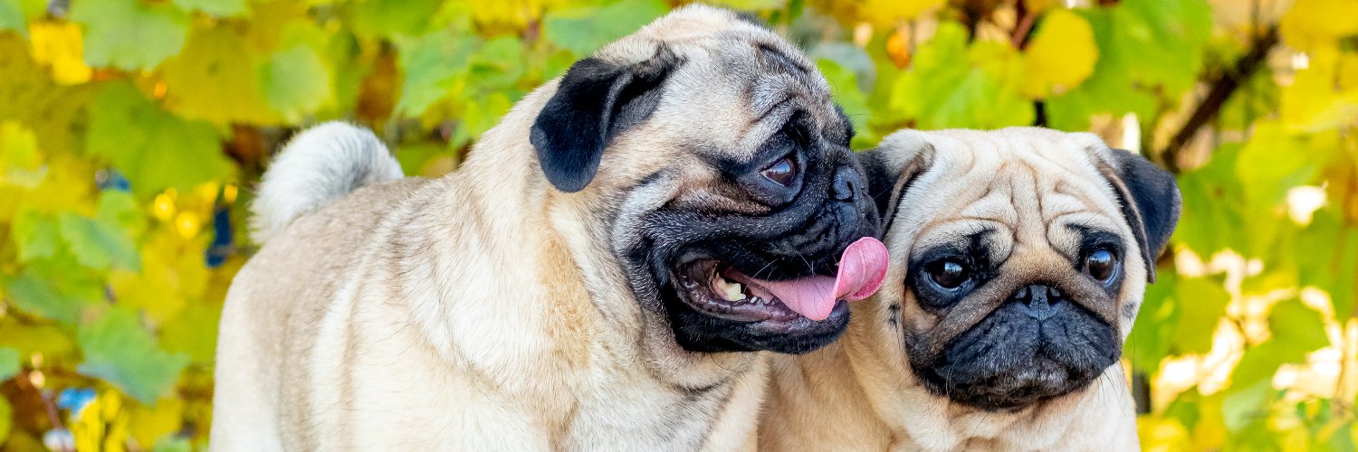Pug Lovers Family's banner