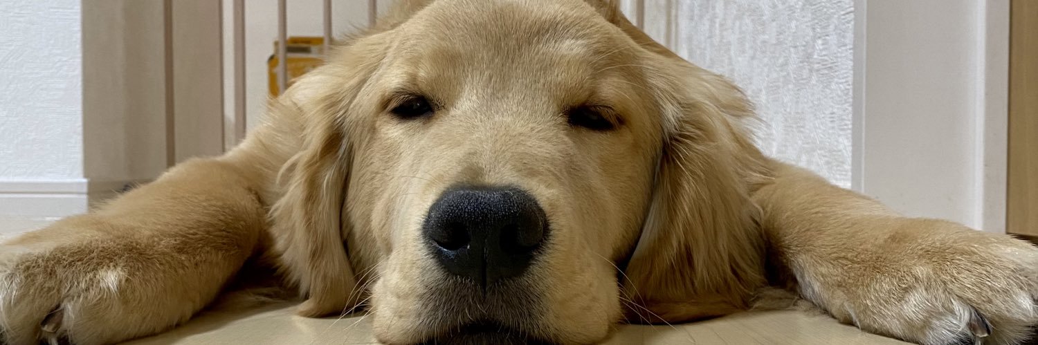 おもち🐾ゴールデンレトリバー's banner