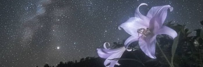 𓆩Lydia𓆪 ✨'s banner