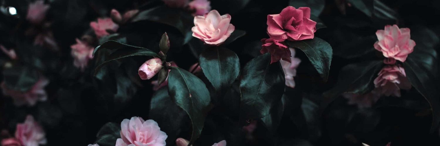 Lonely's banner