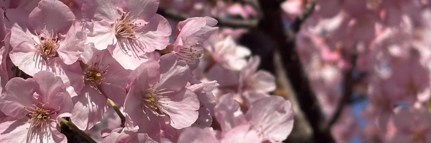 さりまる🌸's banner