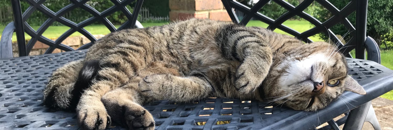 🇺🇦 Jackie (& Hari 😺) Stephen's banner