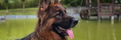 German Shepherd's banner