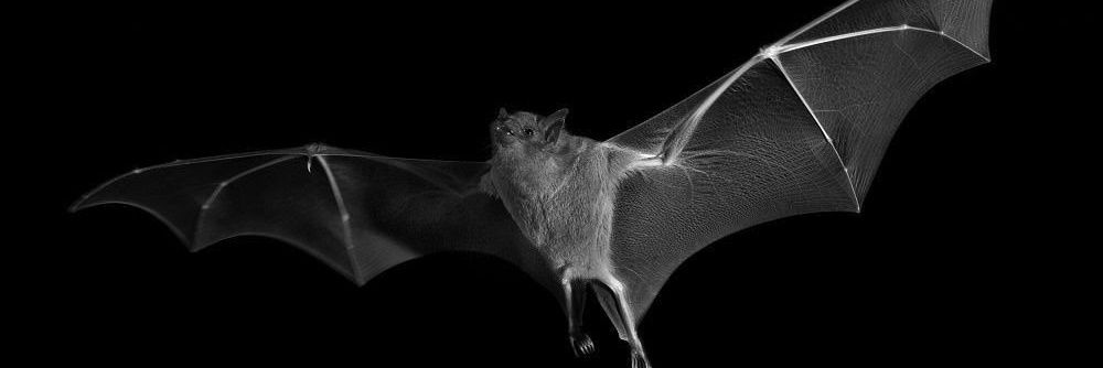 najuuu🦇's banner