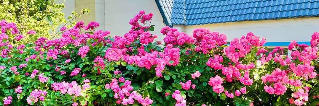 幸福小玉轩（在线💯💯互Fo！！）'s banner