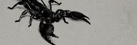 Miss Kinky🦂's banner