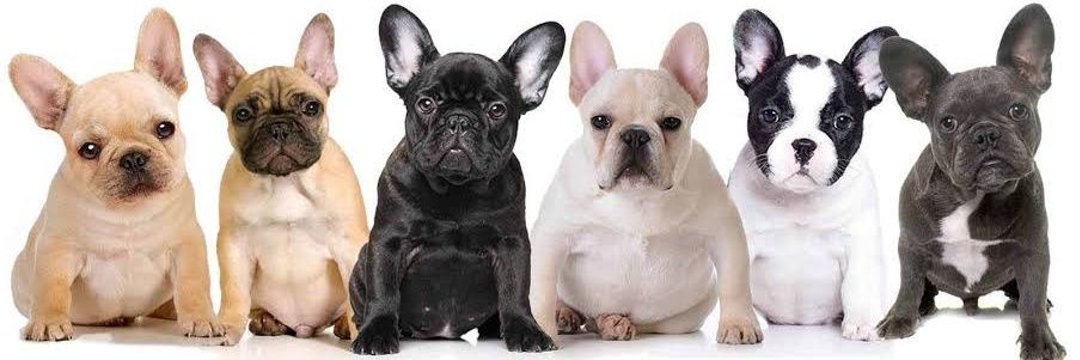 French Bulldog's banner