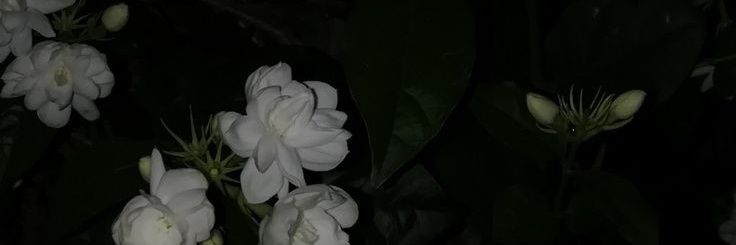 띠나's banner