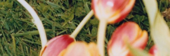 trechos taylor swift's banner