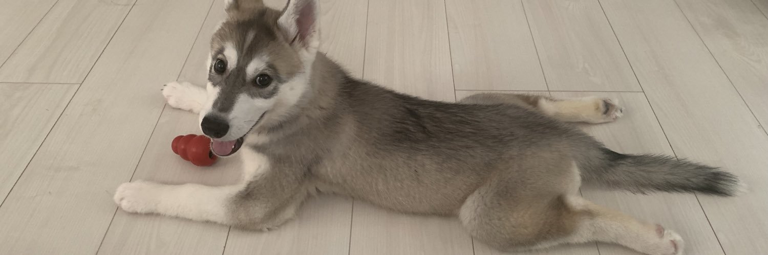 モモ🍑シベリアンハスキー猫🐍's banner