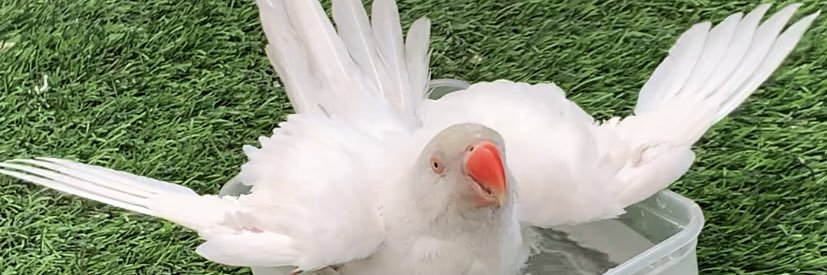 موضي بنت عبدالعزيز 🇸🇦's banner