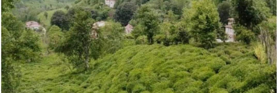 عبد العزيز التمر .'s banner