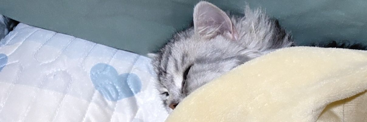 摇摇尾巴🐾's banner