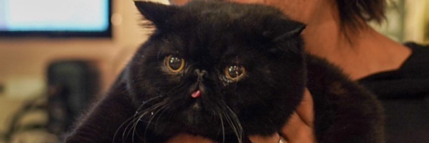 おちあいよういちのねこ's banner