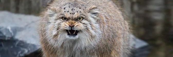 Ольга Мох's banner