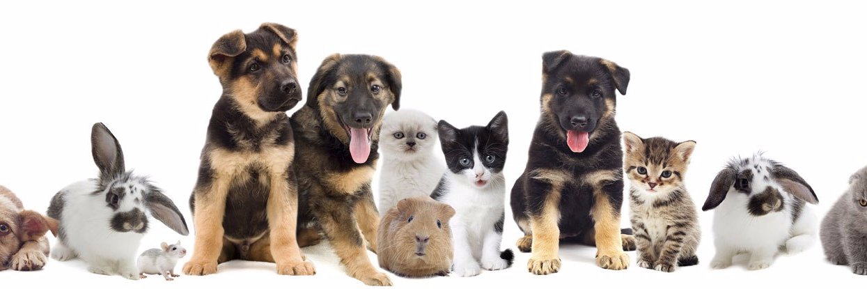 Chien ou Chat's banner