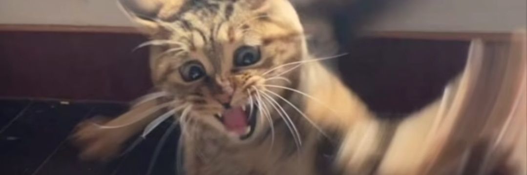 🎒🐈‍⬛کبلایی مادر گوربه ها🐈's banner