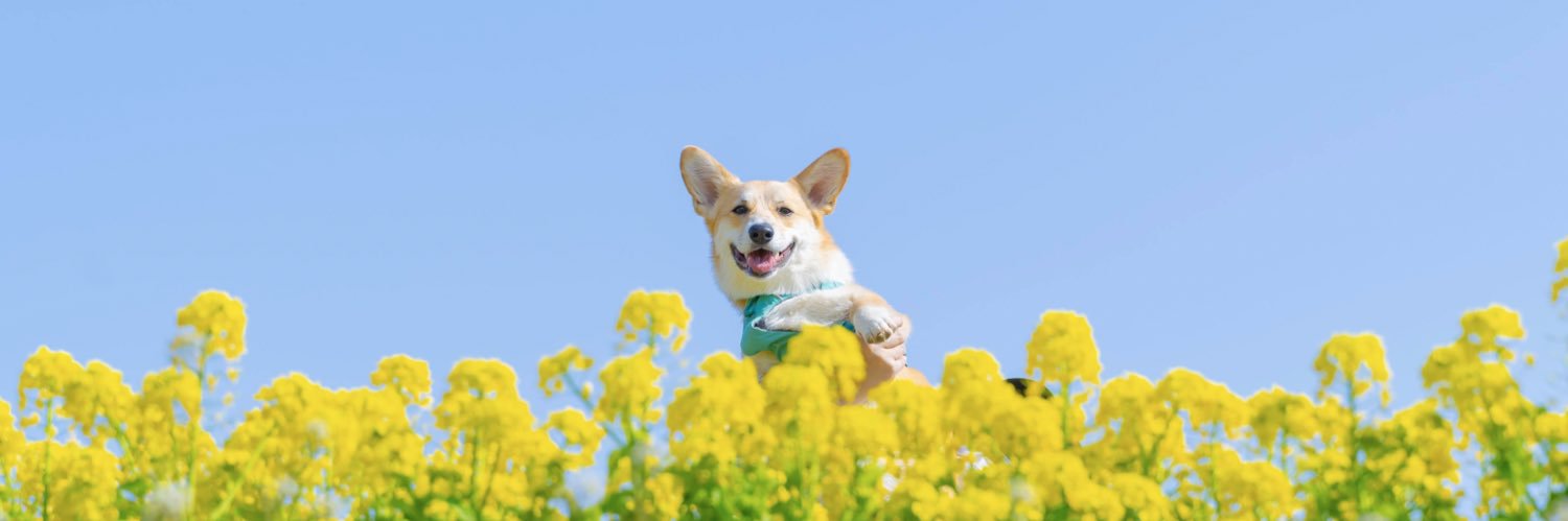 はんぺん's banner
