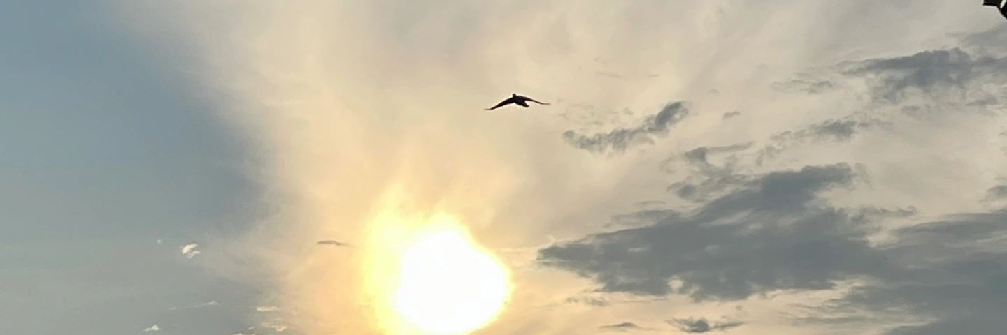 心动庐陵's banner