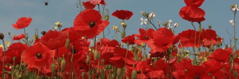♡'s banner