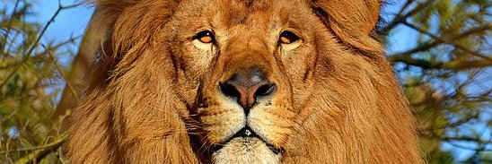 فریدون سلیمی's banner